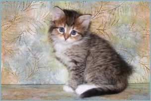 Female Siberian Kitten from Deedlebug Siberians